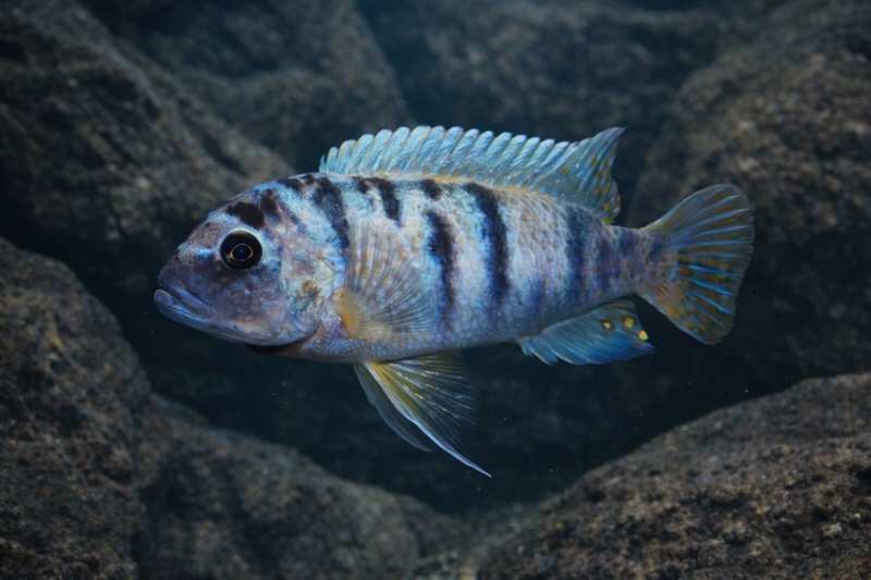 Maylandia zebra 'Gome'